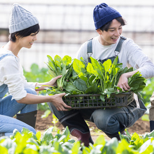 畑で野菜を収穫するカップル.jpg